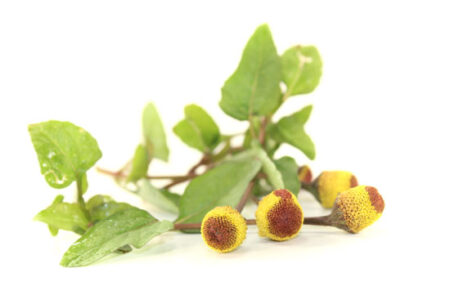 Have You Heard of This Herb: Szechuan Buttons Image